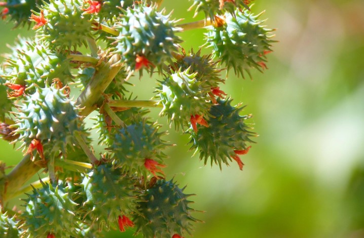 castor oil plant