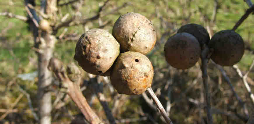 oak-galls